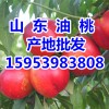 15953983808油桃基地山东油桃价格哪里便宜/油桃供应