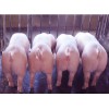 猪益生菌添加剂调整肠道菌群平衡防治拉稀拉料