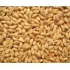 饲料厂大量求购玉米小麦饲料小麦高粱木薯淀粉碎米等
