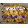 山东生姜批发价格生姜产地什么价格15554941222