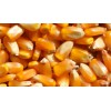 四川纵翔饲料厂常年现金收购小麦、玉米、大米等原料