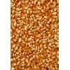 现款求购稻谷玉米高粱荞麦小麦黄豆菜籽等饲料原料1