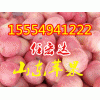 山东早熟苹果产地批发价格15554941222苹果产地