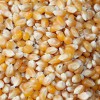 常年收购玉米，大豆，高粱，棉粕，菜粕