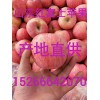 山东红富士苹果产地在哪里，条纹80级红富士苹果今日报价