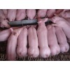 四蹄白太湖母猪降价13626146700