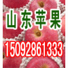 15092861333山东红星苹果批发价格