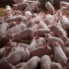 2017年国庆期间仔猪价格13626146700