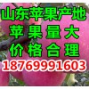 山东红星苹果大量供应批发价格便宜