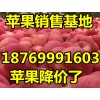 山东红富士苹果批发产地行情18769991603