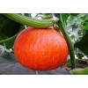 红栗南瓜种子 质量保证 价格优惠