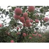红富士苹果供应中心