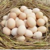 佛山农家土鸡蛋营养价值|佛山农家土鸡蛋营养价值高|新粤农场供