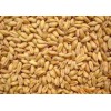 求购糯米大米淀粉豆类高粱玉米小麦碎米等原料